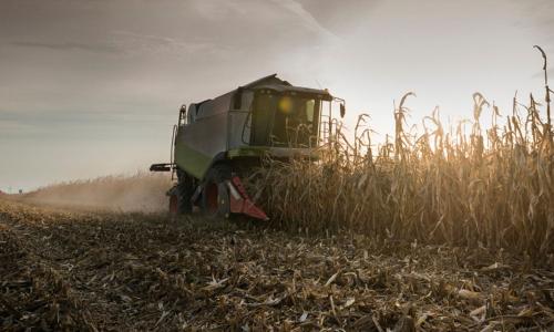 Photo of a combine swallowing up rows of corn in a partially harvested cornfield